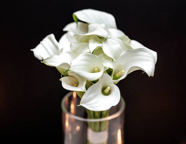 istock Spring Wedding Elegance: White Calla Lilies in a Modern Vase 2190474948