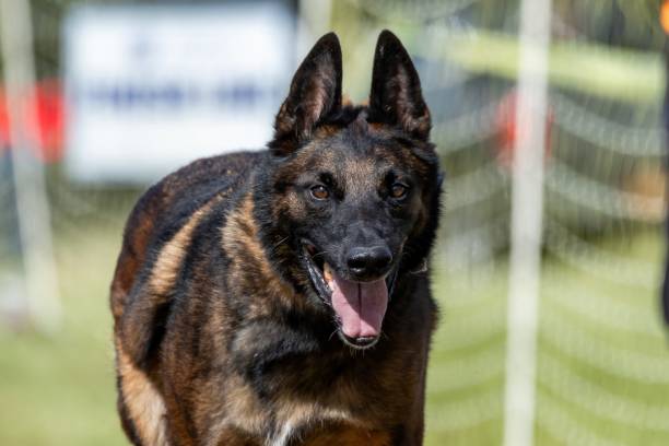 istock Belgian Malinois Running Lure Course Sprint Dog Sport 2190475038