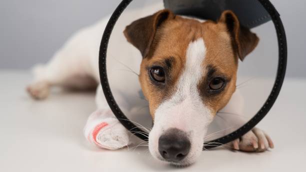 istock Jack Russell Terrier dog with a bandaged paw in a cone collar. 2190475710