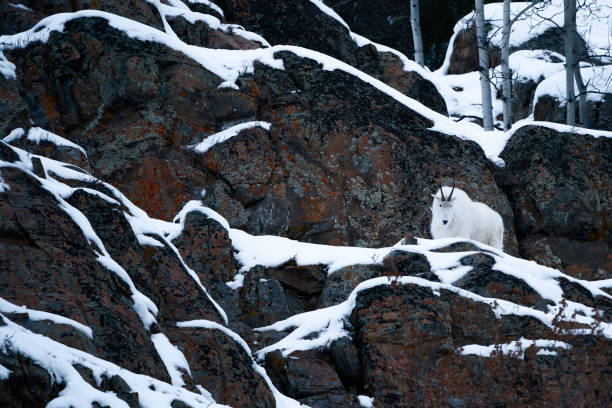 White mountain goat in snow, Yukon Territory, Canada