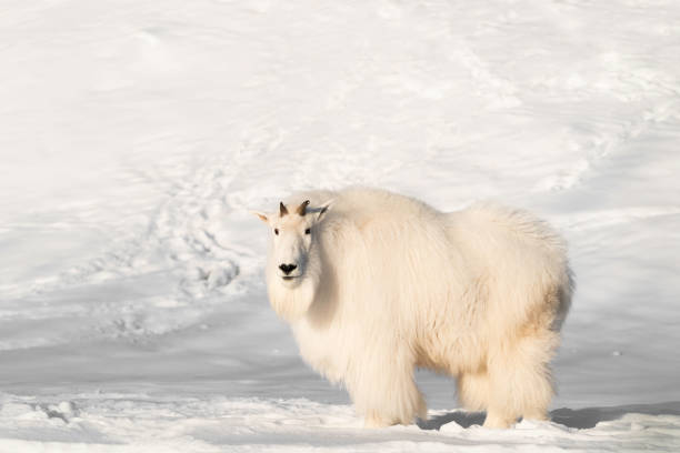 istock Mountain goat in snow, Yukon 2190478370