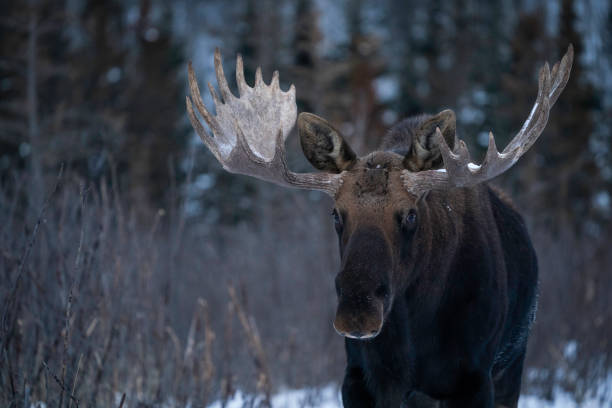 istock Moose with antlers in willows, Yukon 2190478408