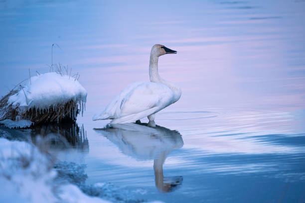 White swan in lake at dawn in winter with reflection in the pink and blue water beside a snowy shoreline, Kluane National Park, Yukon Territory, Whitehorse, Canada