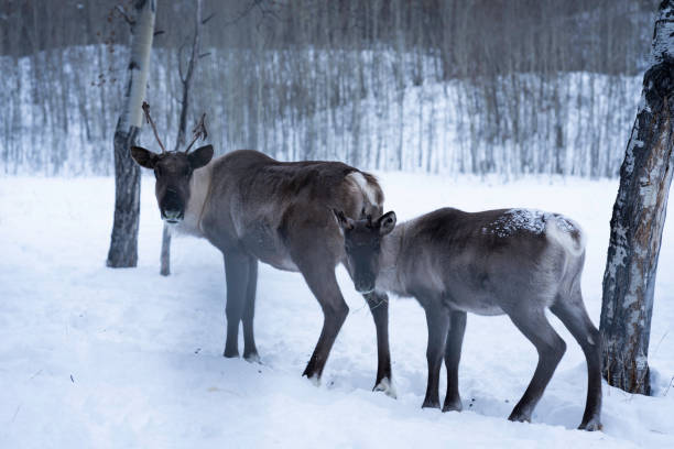 istock Mother and calf elk, Yukon 2190478417