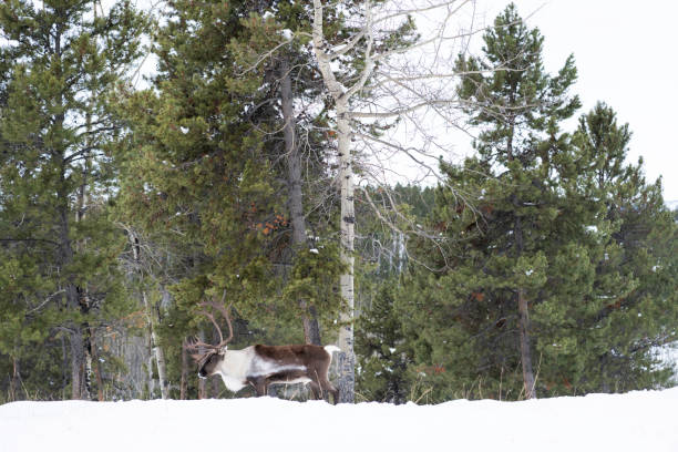 Woodland Caribou with large antlers walks along a snowy ridge in the Yukon Territory, Canada