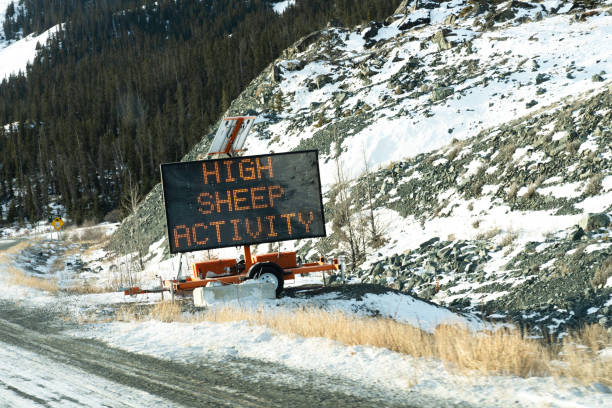 Sign warning of high sheep activity at Kluane Lake on the Alaskan Highway in winter, Kluane National Park, Destruction Bay, Yukon, Canada