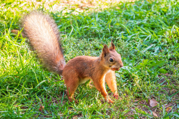 istock Autumn squirrel with nut sits on green grass with fallen yellow leaves 2190478518