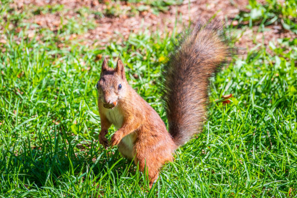 istock Autumn Squirrel standing on its hind legs on on green grass with fallen yellow leaves 2190478523