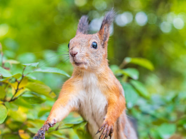 istock Autumn Squirrel standing on its hind legs on on green grass with fallen yellow leaves 2190479120