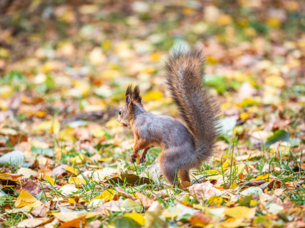 istock Squirrel in autumn hides nuts on the green grass with fallen yellow leaves 2190479127