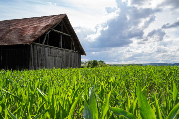 Old wooden barn in the cornfield