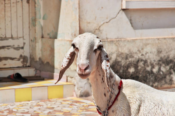 istock Goat in Ziguinchor, South Senegal, West Africa 2190483723