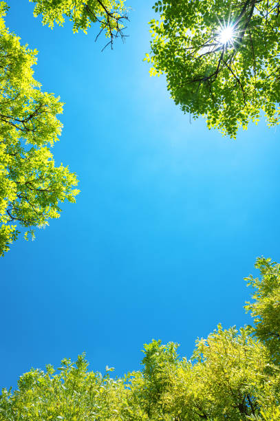 istock Beautiful sunlight through treetops with sunny blue sky copy space scene 2190483878