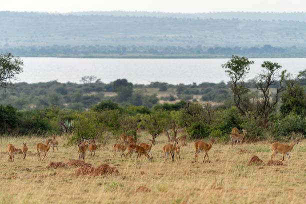istock Herd of Ugandan kob (Kobus kob thomasi) 2190484105