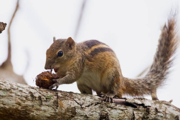 istock Indian Palm Squirrel Foraging on Tree Branch in Sri Lankan Forest 2190485373