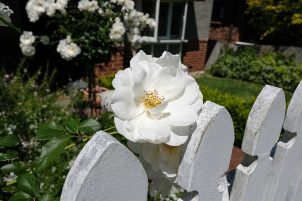 Roses flowerbed inside a white wooden fence. Holmsbu, Norway.