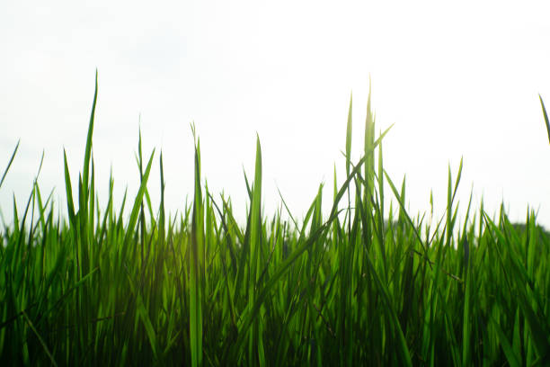 A Fresh green grass swaying gently in breeze under bright sky, creating serene and peaceful atmosphere. Nature beauty is captured in this vibrant landscape