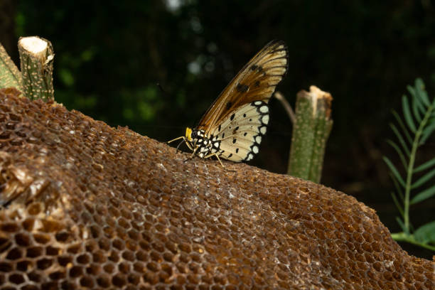 A butterfly perched on honeycomb, showcasing intricate patterns and colors. natural setting highlights beauty of wildlife and relationship between insects and their environment