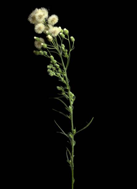 istock Erigeron bonariensis, Fluffy Wild Herb on Black Background isolated studio shot 2190489862