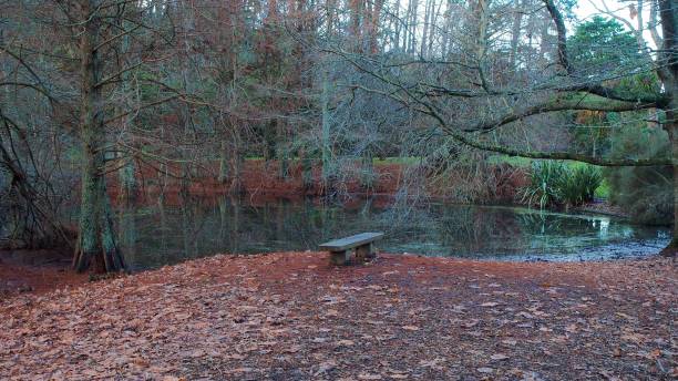 istock Wooden bench by a pond on a cold morning 2190491018