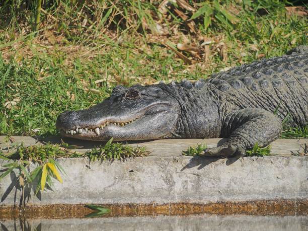 american alligator at the miccosukee's reserve (florida national park)