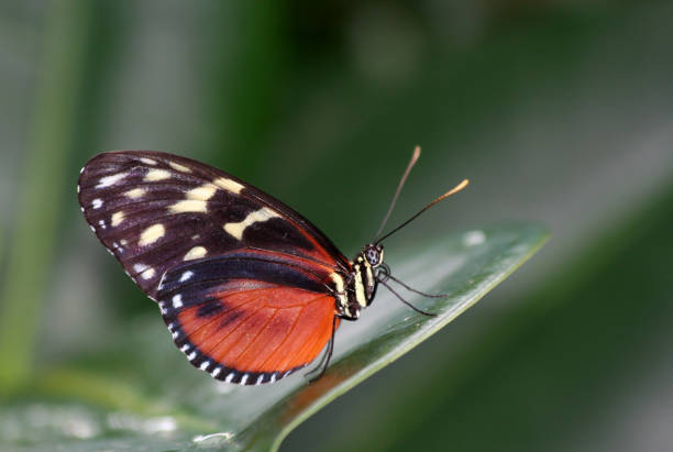 istock Golden Helicon Butterfly on Leaf with Blurred Background 2190491577