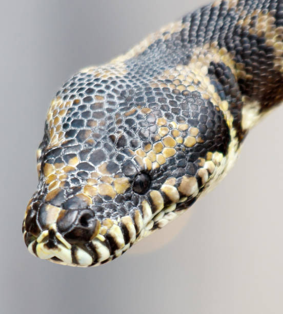istock A snake with a black and yellow head 2190492109