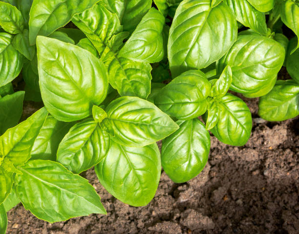 istock basil leaves in the garden 2190492164