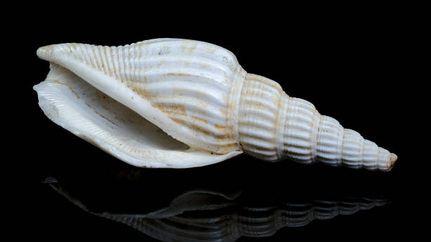 istock Ribbed strombus vittatus Seashell on black Background 2190493481