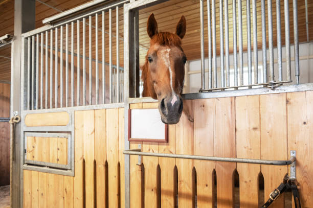 istock Horse standing in a stall in the modern stable. 2190494229