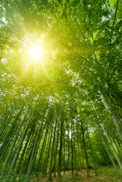 istock Green forest with  sun through leaves and branches.Nature environment,ecology and sustainability concept.Forest reduce carbon emissions. 2190497286