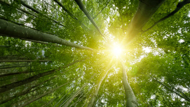 Green forest with  sun through leaves and branches.Nature environment,ecology and sustainability concept.Forest reduce carbon emissions
