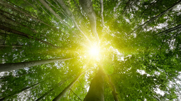 istock Green forest with  sun through leaves and branches.Nature environment,ecology and sustainability concept.Forest reduce carbon emissions. 2190497291