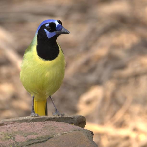 istock Vibrant green jay perched in nature 2190497687