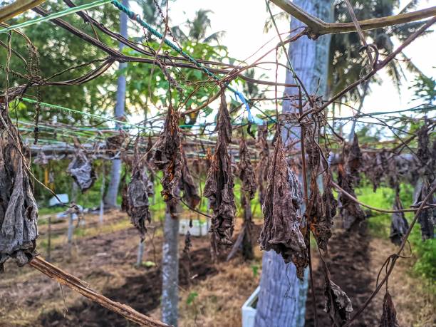 istock Water gourd leaves dry due to pests 2190498249