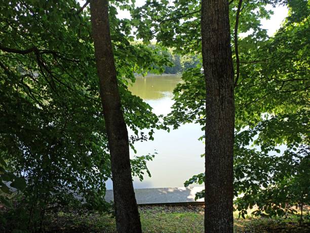 istock two tree trunks between which the surface of the lake can be seen 2190499145