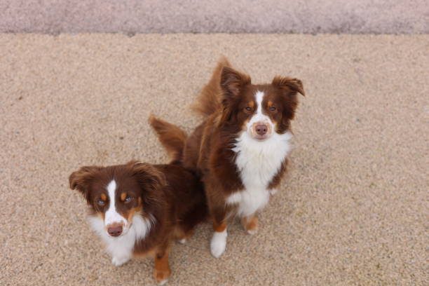 istock Two brown and white dogs standing next to each other on a pavement 2190501587
