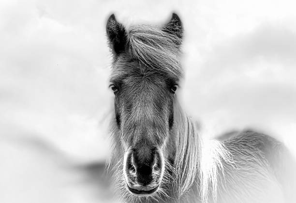istock the horse close-up in black and white 2190502707