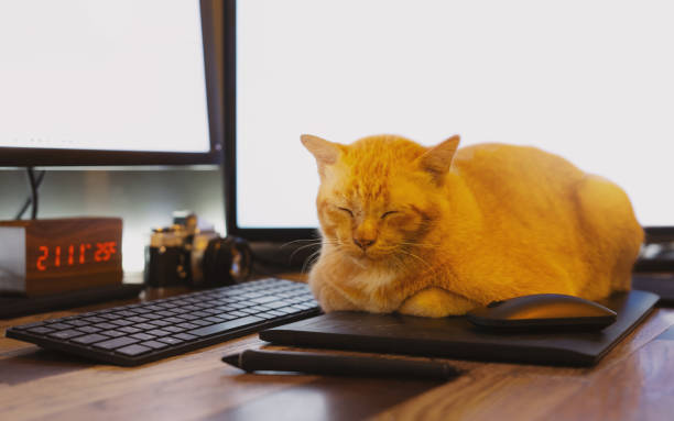 istock Ginger Cat sleeping on designer Pen Tablet. Pets in the office, desktop computer 2190507944