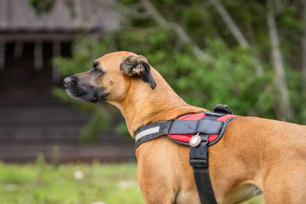 istock Portrait of the mixed-breed dog (mongrel). 2190509582
