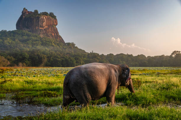 istock Sri Lankan elephant, Sigiriya Rock on the background, Sri Lanka 2190509819