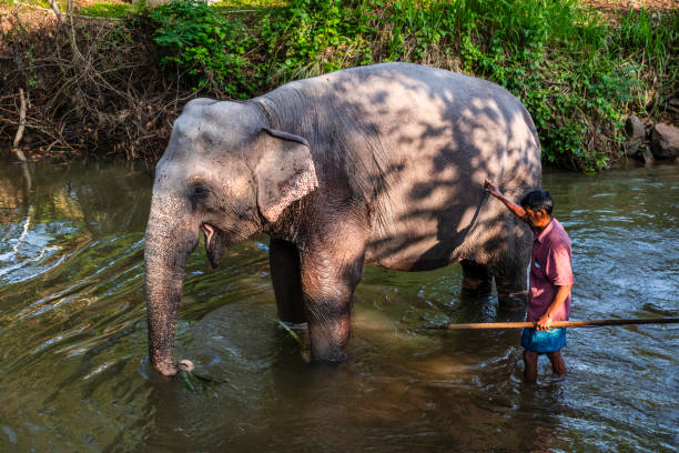 Mahout bathing his elephant in the river, Sri Lanka.