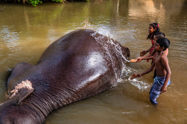 istock Children bathing an elephant in a river 2190509951