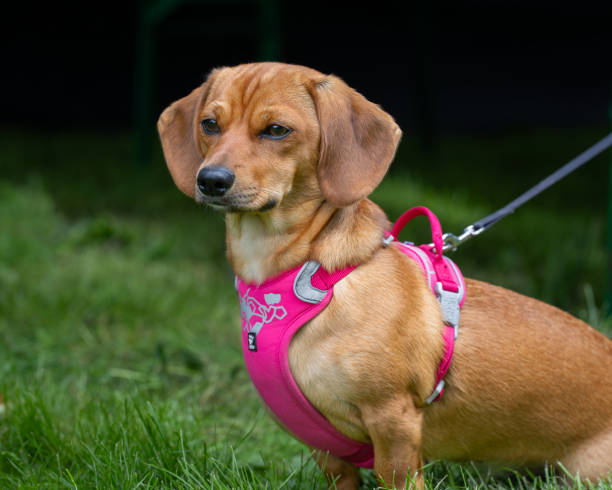 istock Red Dachshund on nature background. 2190510505