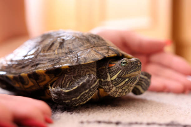 istock People care for and play with a pet red-eared turtle. 2190512496