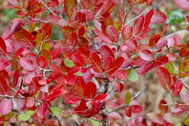 istock Fall Farkleberry Leaves 2190512505