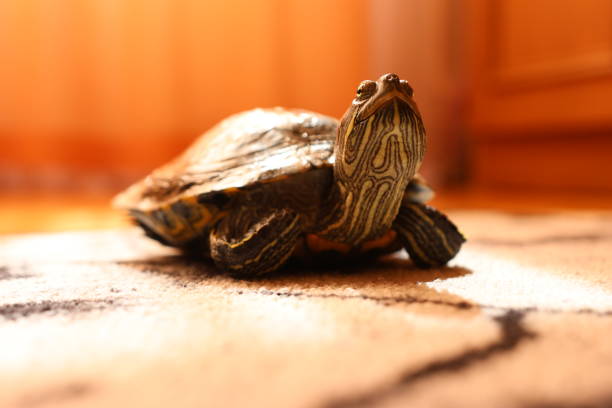 Turtle swimming in brown dirty water