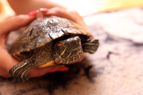 istock People care for and play with a pet red-eared turtle. 2190512618