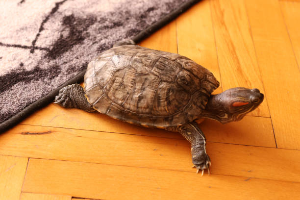 istock People care for and play with a pet red-eared turtle. 2190512665
