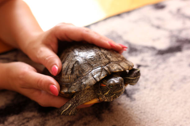 istock People care for and play with a pet red-eared turtle. 2190512728